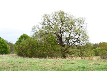 Old oak in a Russian field in spring.