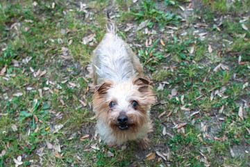yorkshire terrier dog playing in the park with pine cones, small dog jumping in the green meadow on a beautiful day