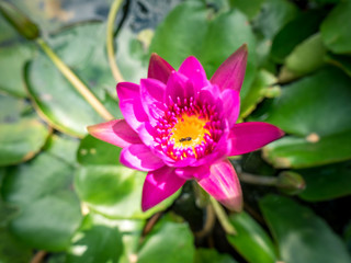 pink lotus flower with green leaves