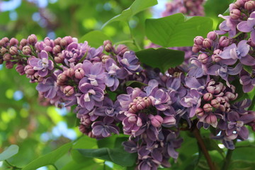 lilac flowers in the garden