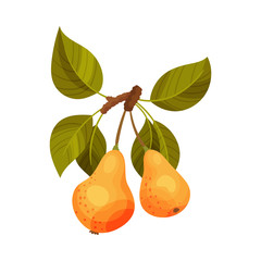 Pear Branch with Mature Fruits Hanging Vector Illustration