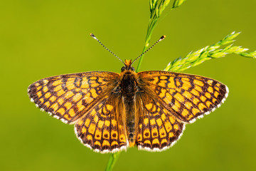 Glanville Fritillary - Melitaea cinxia, beautiful colored butterfly from European meadows and grasslands, Zlin, Czech Republic.