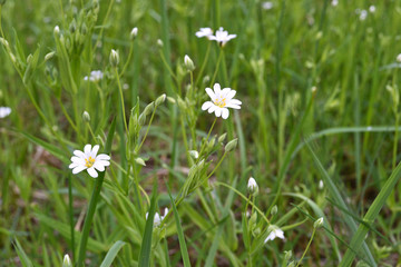beautiful spring white flowers in the grass