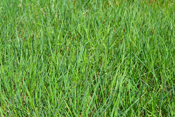 Green grass natural background. Top view