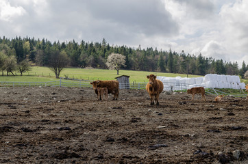 krowa © wedrownik52