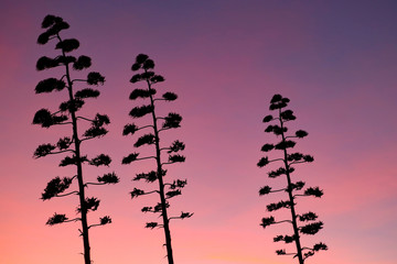 A stunning, colourful and peaceful sunset scene with silhouettes of agave flowers, Algarve summer, Portugal.
