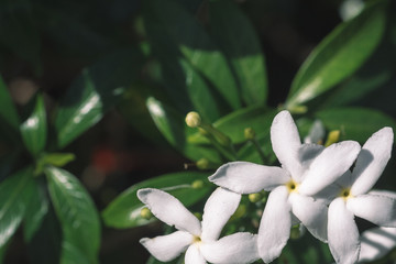 white magnolia flowers closeup