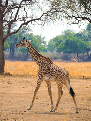 baby giraffe wandering through savanna