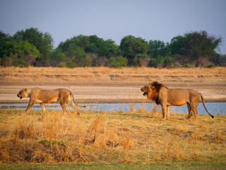 Fototapeta na wymiar lion roaring after lioness