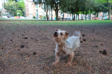 yorkshire terrier dog playing in the park with pine cones, small dog jumping in the green meadow on a beautiful day