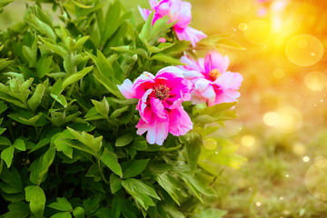 Pink peonies blooms in a botanical garden. Peony bushes. Sun rays. Summer concept background. Flares, bokeh effects.Copy space.