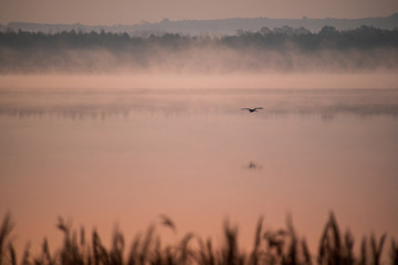 Zdjęcie czapli w locie podczas wschodu słońca nad jeziorem w Świerklańcu.