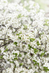 Obraz premium Spring blooming trees, blured flowers background