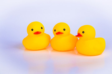 Yellow duck toys isolated on white background for friendship and unity concept.