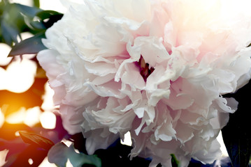 Lush white peon close-up. Peony bushes. Sun rays. Summer concept background. Flares, bokeh effects.Copy space.