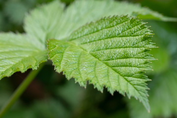 Close-up of branch with young leaves of blackberry bush growing in the garden in spring sunny day. Selective focus