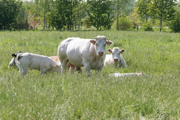 Obraz na płótnie Canvas Herd of curious white Charolais beef cattle in a pasture in a dutch countryside. With the cows standing in a line staring curiously at the camera