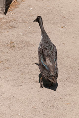 Brown Indian Running Duck at walking away on sand