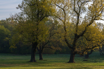Piękne drzewa na polanie w parku.