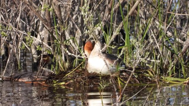Haubentaucher&nbsp;(Podiceps cristatus) Paar am Nest