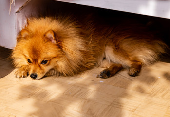 A sad and lazy Pomeranina dog relaxing on the floor with sunlight falling on it, pet care concept.