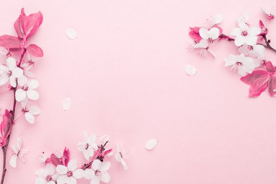 April floral nature. Spring blossom and may flowers on pink. For banner, branches of blossoming cherry against background. Dreamy romantic image, landscape panorama, copy space.