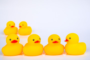 Yellow duck toys isolated on white background for friendship and unity concept.