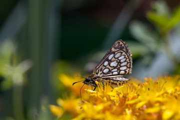 Butterfly on the yellow flowers in the green garden
