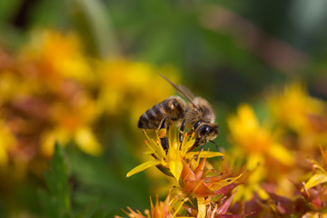 Honey bee on the yellow flower, Close Up Macro