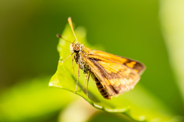 Fototapeta na wymiar Orange Dart, Wide-brand Grass-dart Skipper butterfly also known as Suniana Sunias