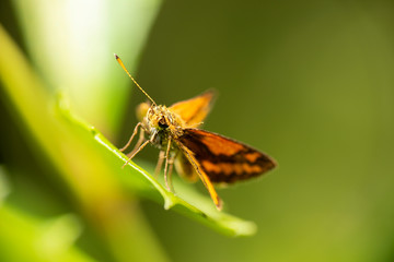 Orange Dart, Wide-brand Grass-dart Skipper butterfly also known as Suniana Sunias