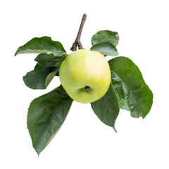 Ripe green apple on branch with leaves isolated on white background.