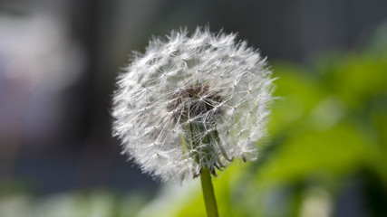 Dandelion flower in seed