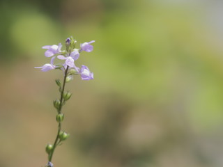 Fototapeta premium 春の野に咲くマツバウンラン
