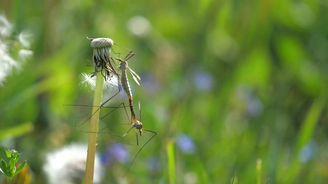 Insect Tipula or Marsh Crane Fly, Tipula oleracea, mating pair on dandelion stalk after blossom. Detail of insect having sex in grass.