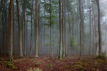 mystic forest fog panoramic