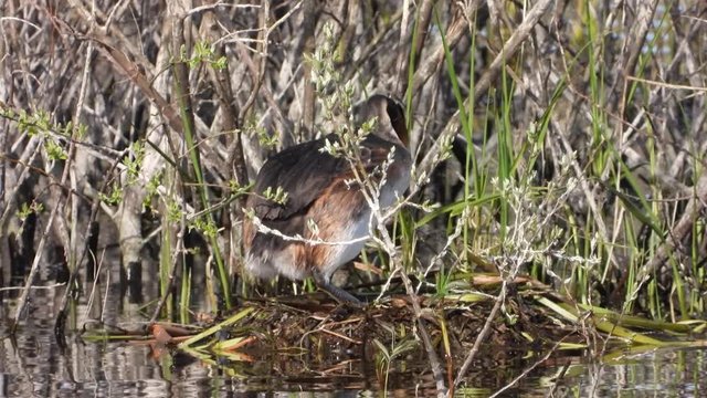 Haubentaucher&nbsp;(Podiceps cristatus) setzt sich auf Eier