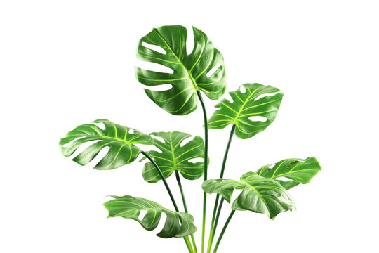 Decorative artificial monstera tree isolated on white
