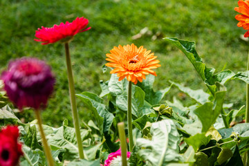 Obraz premium High angle closeup shot of colorful Aster or Chrysanthemum flowers with grass in the background of a garden.