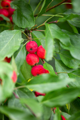 Obraz premium Ripe wild red apples on tree branch, crab apple tree. Selective focus.