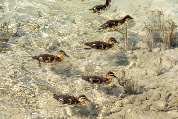 Ducklings