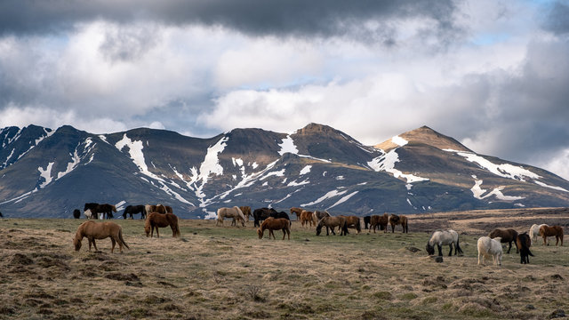 Iceland landscape horses