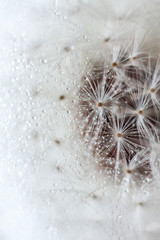Shiny dew drops on a dandelion seed. Macro shot of a dandelion. Natural background, sparkling bokeh. Art photography.