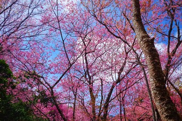 A bottom view of Cherry blossom (sakura) in northern Thailand during new year with clear blue sky above.