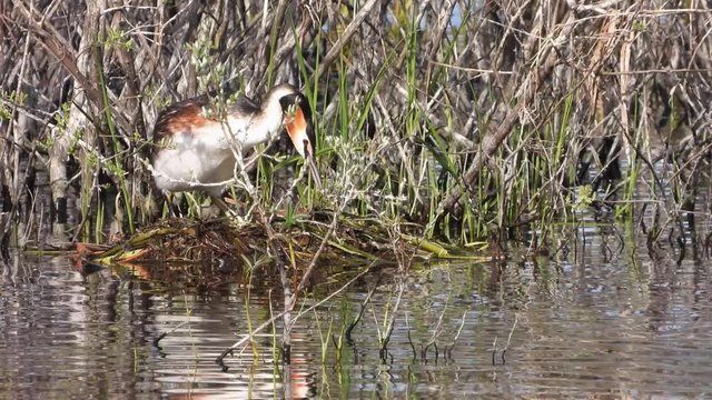 Haubentaucher&nbsp;(Podiceps cristatus) setzt sich auf Eier
