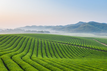 tea farm landscape