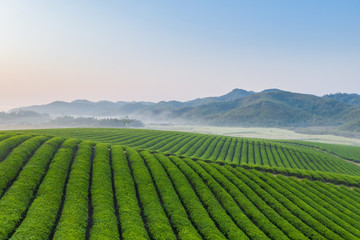 tea plantation in early morning