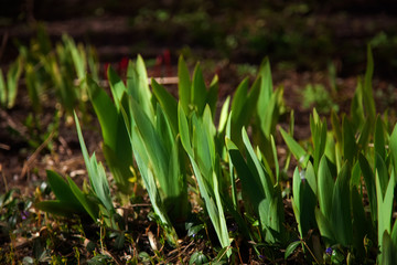 Green grass in the sun - lawn