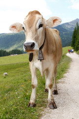 Fototapeta na wymiar Alpine gray cow. White cow with horns in Dolomites area. Alpine cow. Portrait of a gray beautiful cow. A grey alpine cow in a green pasture in Dolomites area