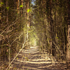 enger Weg aus dem Wald